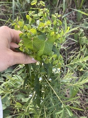 Euphorbia virgata
