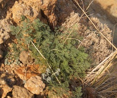 Astrodaucus littoralis