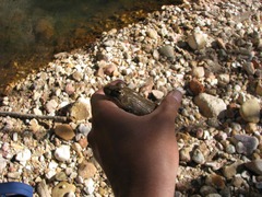 Lithobates montezumae