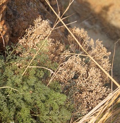 Alyssum trichostachyum