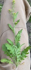 Rorippa hispida