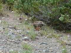 Canachites canadensis