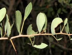 Gymnosporia glaucophylla
