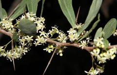 Gymnosporia glaucophylla