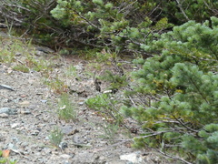 Canachites canadensis