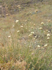 Cephalaria uralensis