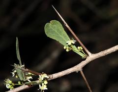 Gymnosporia glaucophylla