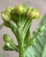 Rorippa hispida