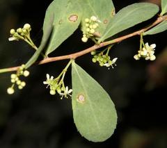 Gymnosporia glaucophylla