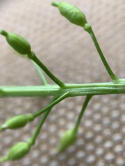 Rorippa hispida