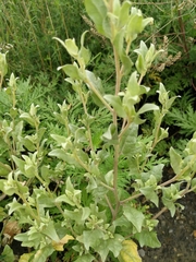 Atriplex sibirica