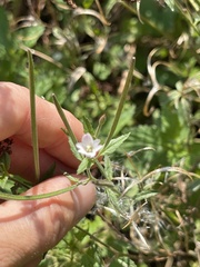 Epilobium roseum
