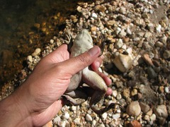 Lithobates montezumae