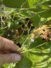 Epilobium roseum