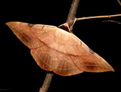 Hypopyra capensis