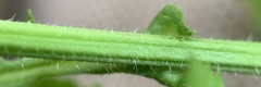 Rorippa hispida