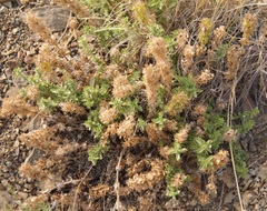 Cruciata taurica