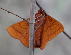 Hypopyra capensis