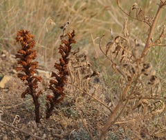 Orobanche kochii