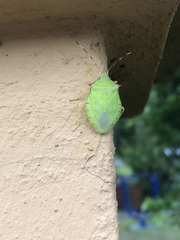 Chlorocoris distinctus