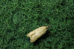 Dichomeris limosellus