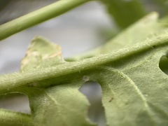 Rorippa hispida