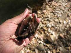 Lithobates montezumae
