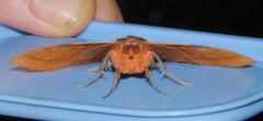 Hypopyra capensis