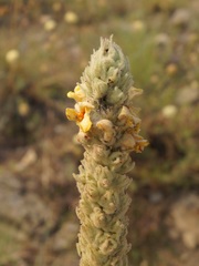 Verbascum ovalifolium