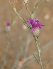 Centaurea sarandinakiae