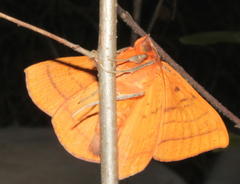 Hypopyra capensis