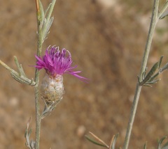 Centaurea sarandinakiae