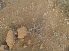 Centaurea sarandinakiae