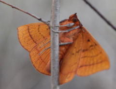 Hypopyra capensis