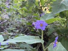 Solanum rixosum