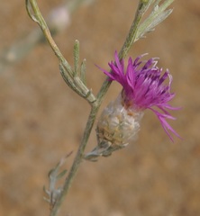 Centaurea sarandinakiae