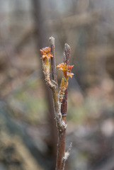 Ribes americanum