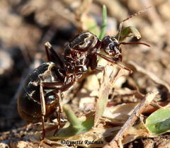 Anoplolepis custodiens