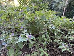 Solanum rixosum