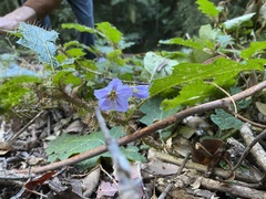 Solanum prinophyllum