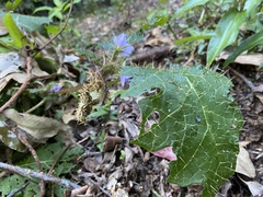 Solanum prinophyllum