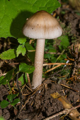 Amanita umbrinolutea