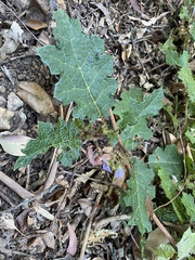 Solanum prinophyllum