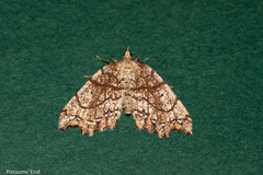 Chalastra pellurgata