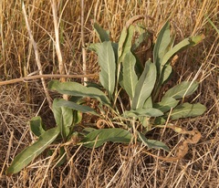 Brassica elongata