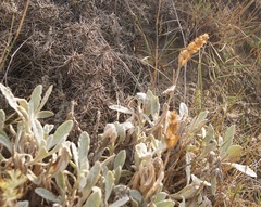 Sideritis catillaris