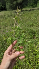 Dichanthelium lanuginosum