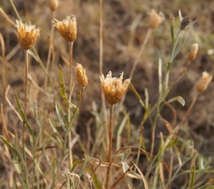 Psephellus trinervius