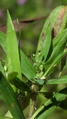 Dichanthelium lanuginosum