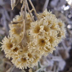 Helichrysum sutherlandii